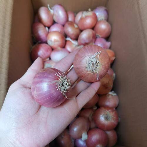 缅甸老品种洋葱小洋葱扁头小毛葱