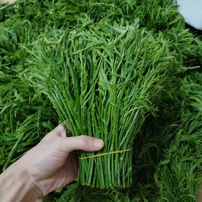 云南德宏新鲜蔬菜帕哈合金欢臭菜