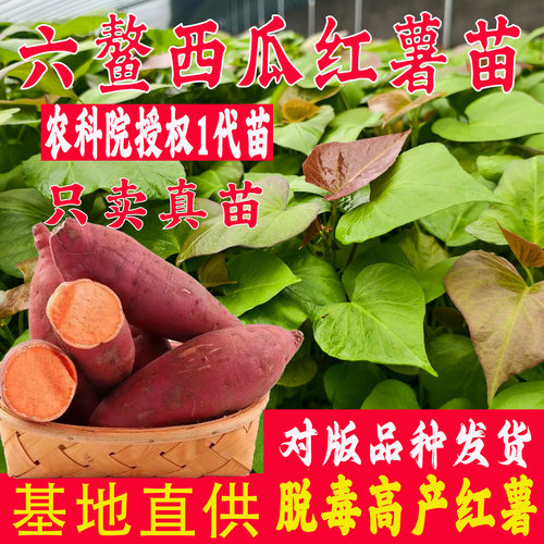 西瓜红红薯苗蜜薯秧苗高产地瓜苗