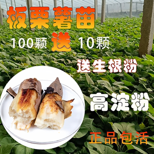 正宗板栗红薯苗白心淀粉番薯秧苗商薯19高产地瓜苗脱毒山芋苗包邮