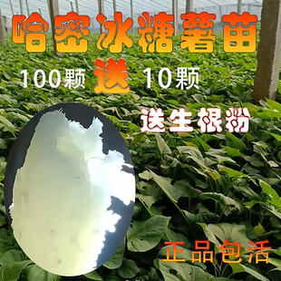 哈密红薯苗冰糖心蜜薯苗白哈蜜番薯苗脱毒地瓜苗农科院山芋苗包活