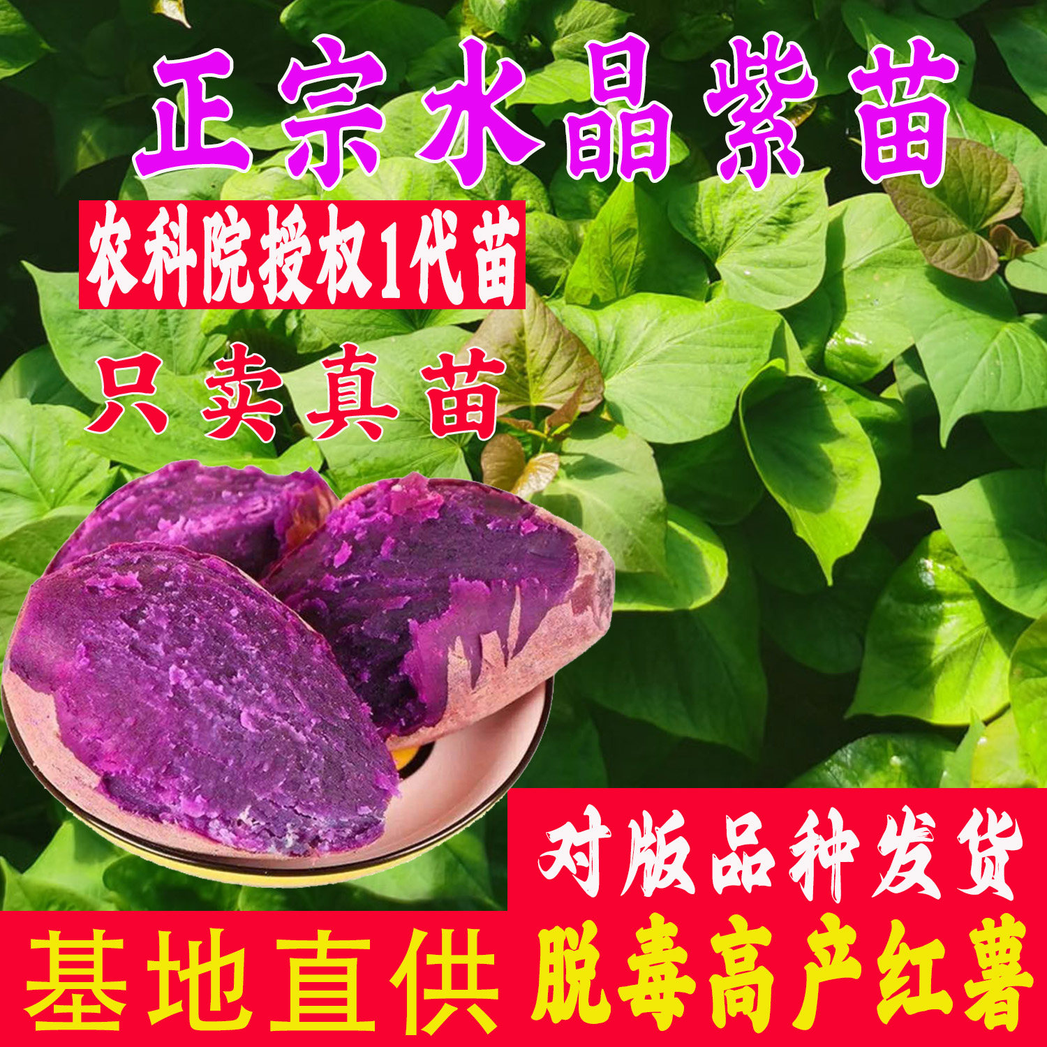 正宗水晶紫薯苗老品种紫罗兰苗脱毒红薯苗高产番薯苗地瓜苗黑美人