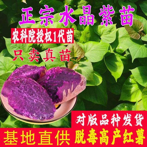 水晶紫薯苗脱毒红薯苗高产番薯苗
