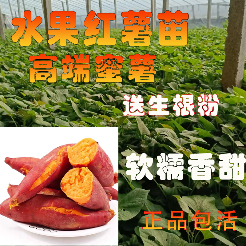 水果红薯苗地瓜秧苗新鲜脱毒高产地瓜苗山东蜜薯苗红番薯苗