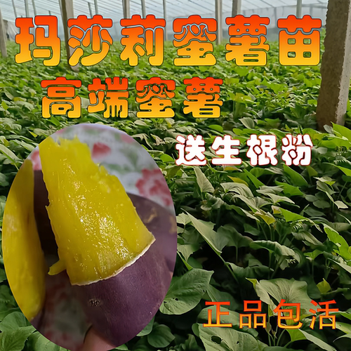玛莎莉蜜薯苗农科院原种地瓜秧苗