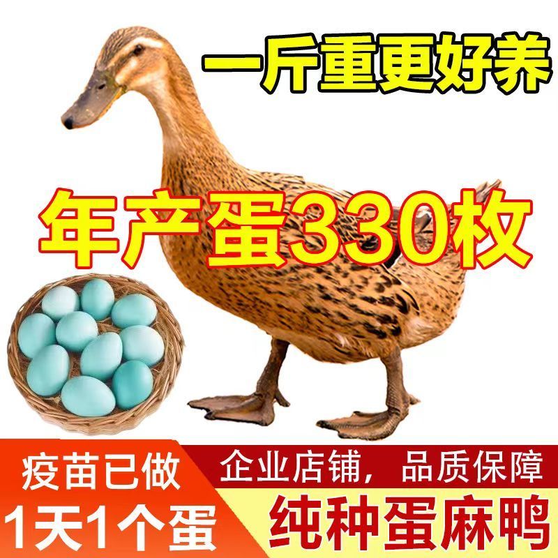 纯种脱温麻鸭半大下蛋鸭纯种绿壳蛋鸭小鸭子活苗高产蛋鸭苗土鸭