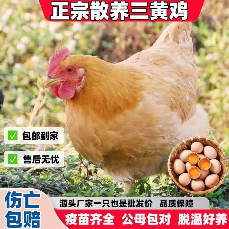 正宗2斤三黄鸡活苗半大小鸡苗脱温鸡活鸡农家散养土鸡苗蛋鸡活鸡