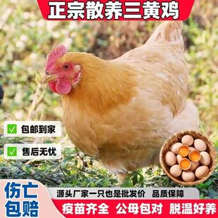 正宗2斤三黄鸡活苗半大小鸡苗脱温鸡活鸡农家散养土鸡苗蛋鸡活鸡