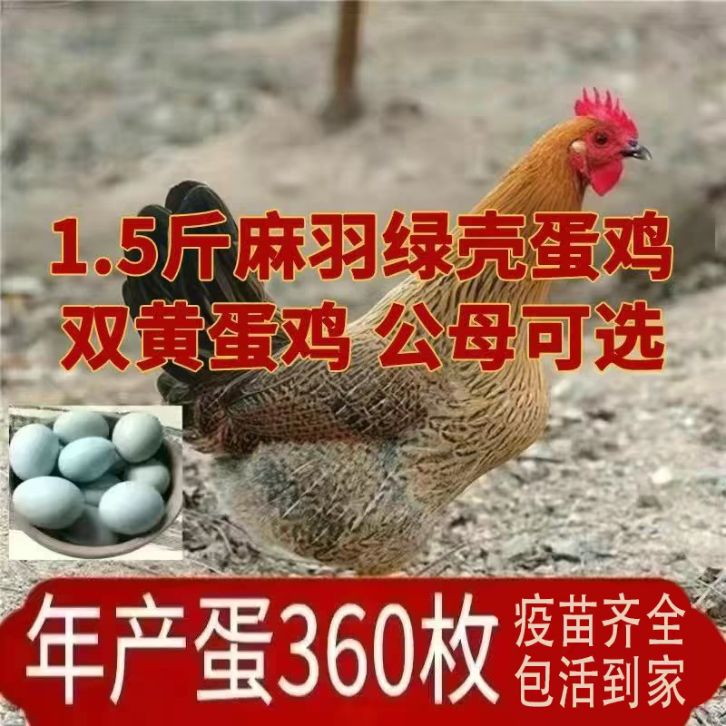 散养1.5斤高产绿壳蛋鸡活苗麻羽土鸡活苗一斤小鸡活苗蛋鸡产蛋鸡