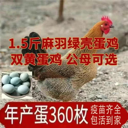 散养1.5斤高产绿壳蛋鸡活苗麻羽土鸡活苗一斤小鸡活苗蛋鸡产蛋鸡