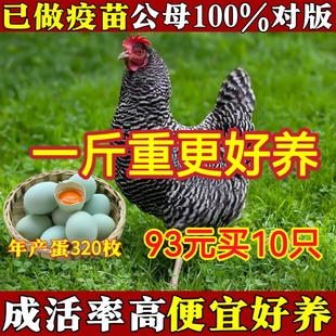 一斤芦花鸡苗散养土鸡小鸡活苗纯种脱温半大鸡苗芦花鸡苗柴鸡苗