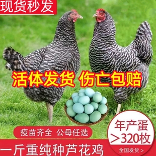 小鸡活苗纯种一斤汶上芦花鸡活苗绿壳蛋鸡黑芦花鸡脱温鸡活体包活