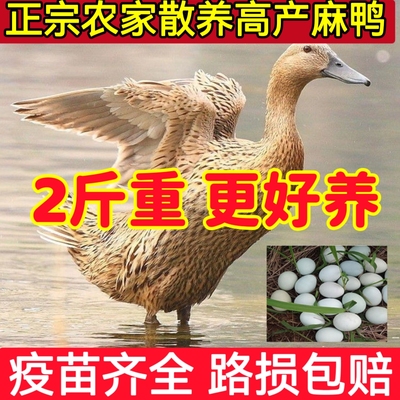 纯种脱温麻鸭半大下蛋鸭纯种绿壳蛋鸭小鸭子活苗高产蛋鸭苗土鸭