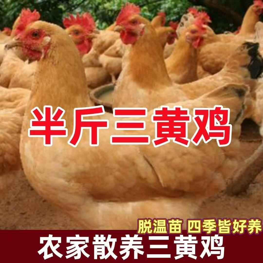 半斤纯种清远三黄鸡母鸡脱温半大小鸡一斤土鸡活苗高产蛋小鸡苗