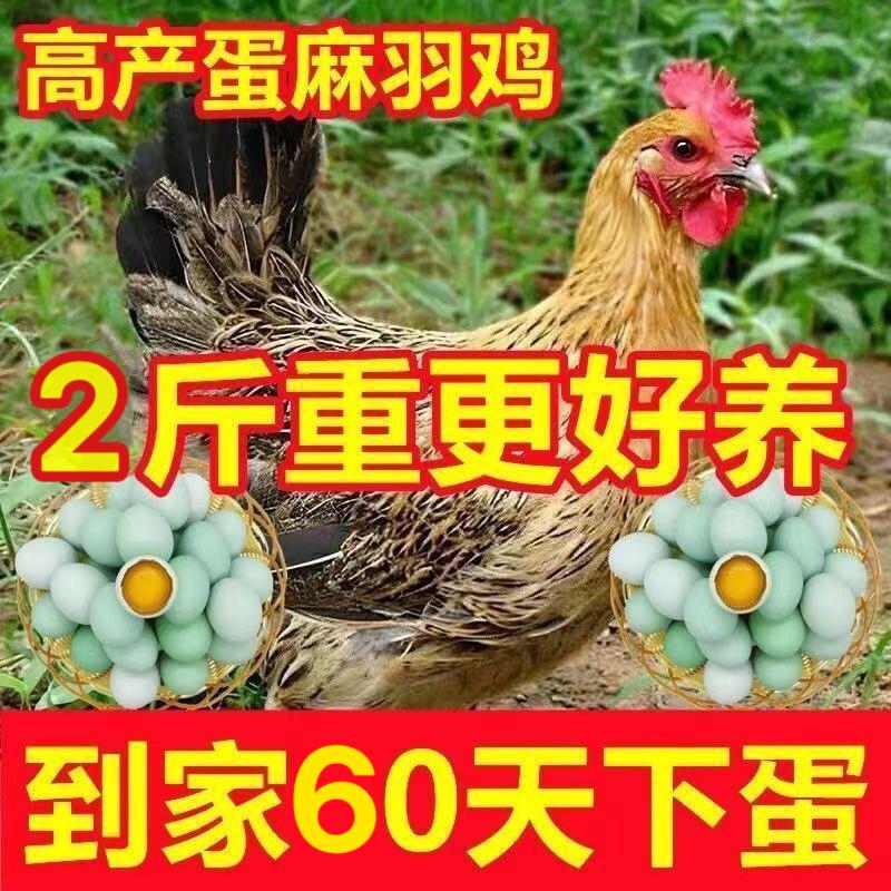 2斤纯种麻羽鸡活苗高产蛋土鸡苗1.5斤土鸡脱温鸡苗绿壳蛋鸡小鸡苗