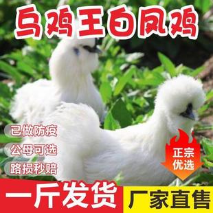 半斤白凤乌鸡活苗白毛乌鸡苗活苗一斤乌骨泰和乌鸡小鸡苗脱温鸡苗