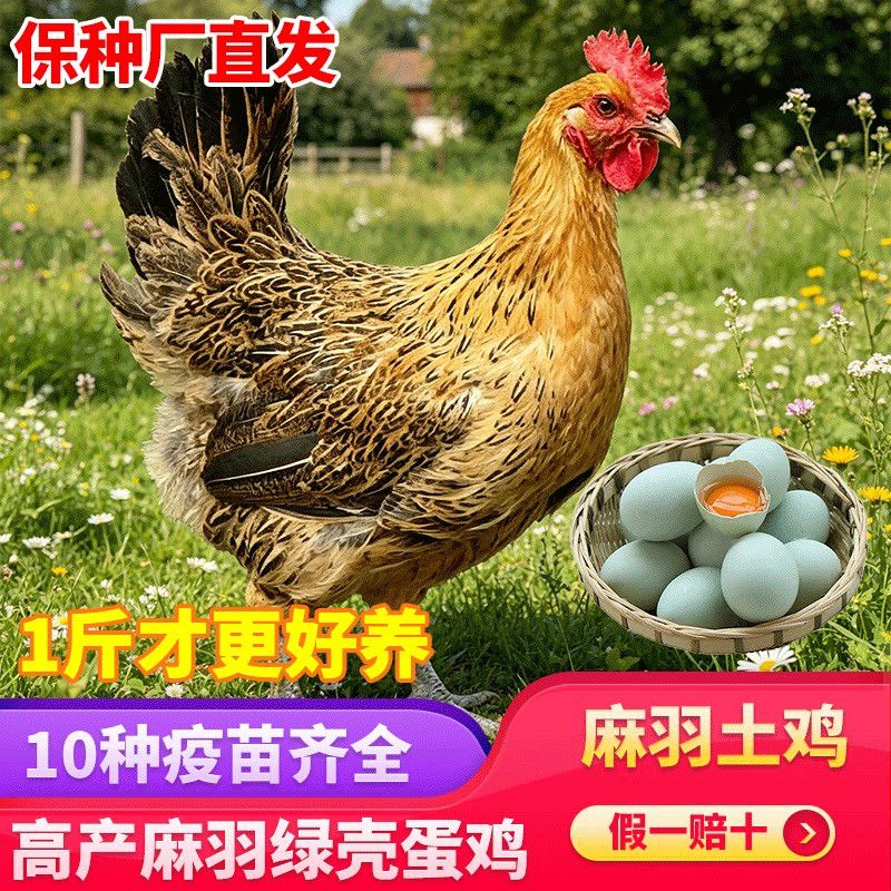 一斤正宗麻羽土鸡活苗农家散养绿壳蛋鸡高产蛋鸡苗笨鸡土鸡苗现货