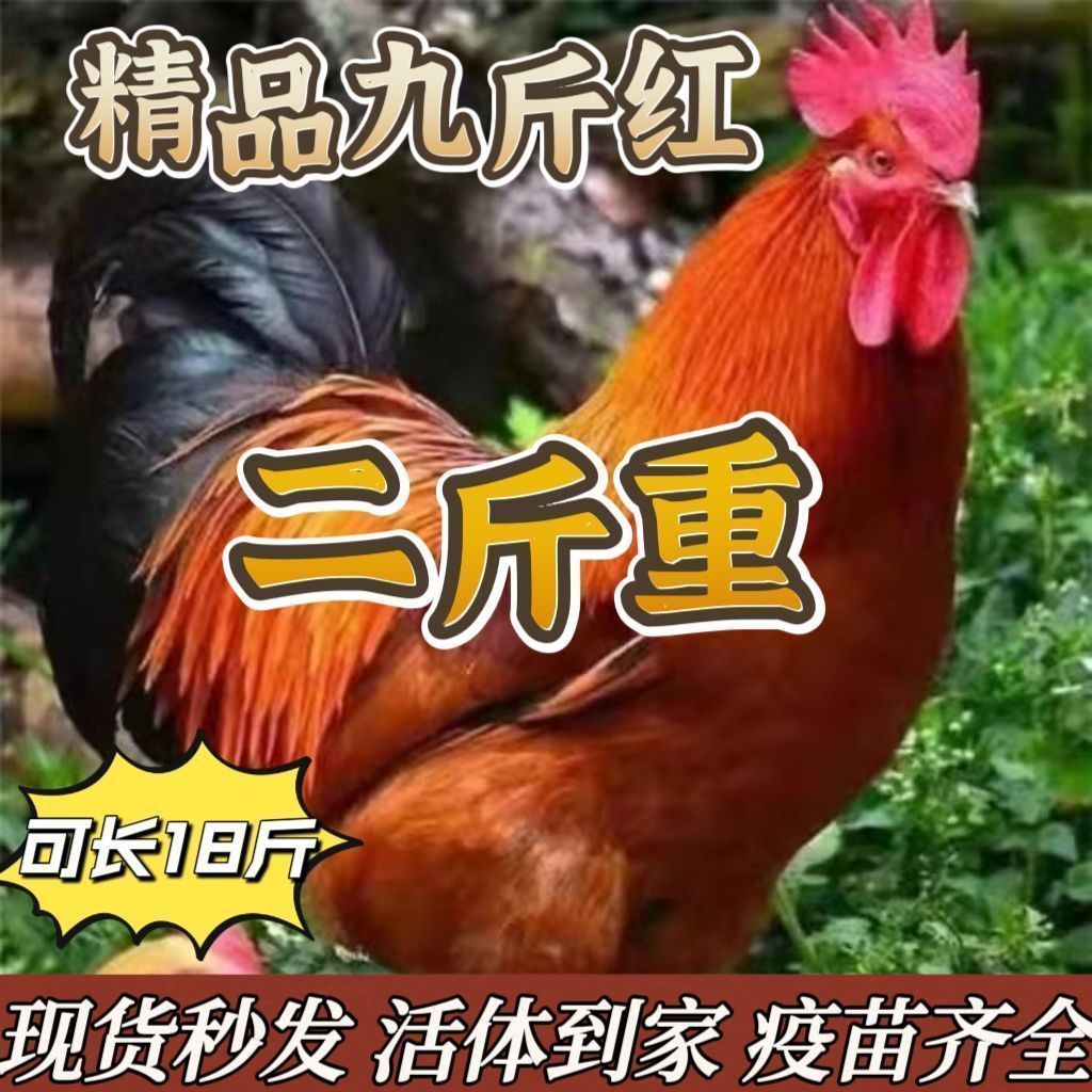 2斤鸡活苗纯种巨型大红公鸡九斤红活苗红玉380鸡苗二斤重红公鸡