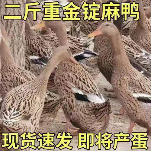 纯种脱温麻鸭半大下蛋鸭纯种绿壳蛋鸭小鸭子活苗高产蛋鸭苗土鸭