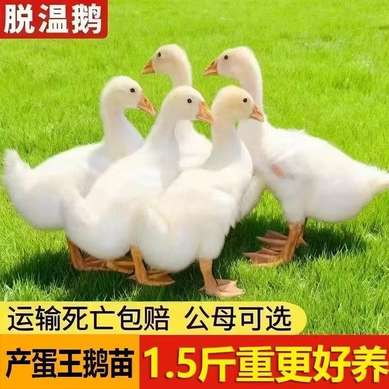 1.5斤大白鹅苗纯种母鹅活体鹅