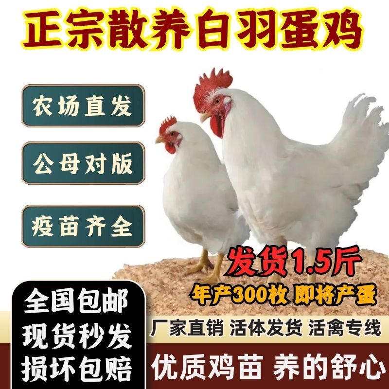 1.5正宗白公鸡活苗纯种大型白羽肉鸡高产蛋脱温母鸡苗白毛笨鸡苗 - 实物图