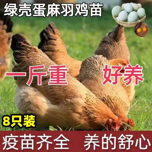 纯种一斤半土鸡活苗产蛋王鸡高产麻羽绿壳蛋鸡苗半大脱温小鸡活苗