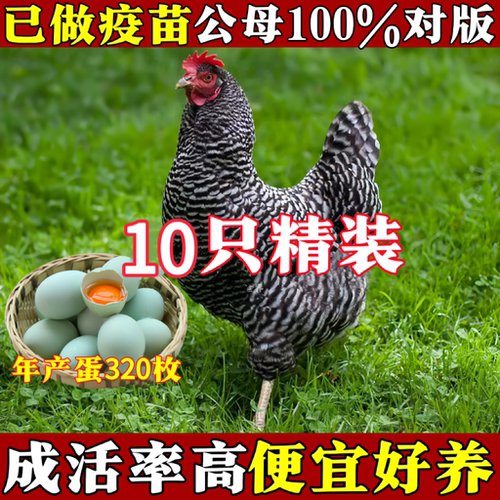 一斤芦花鸡苗散养土鸡小鸡活苗纯种脱温半大鸡苗芦花鸡苗柴鸡苗