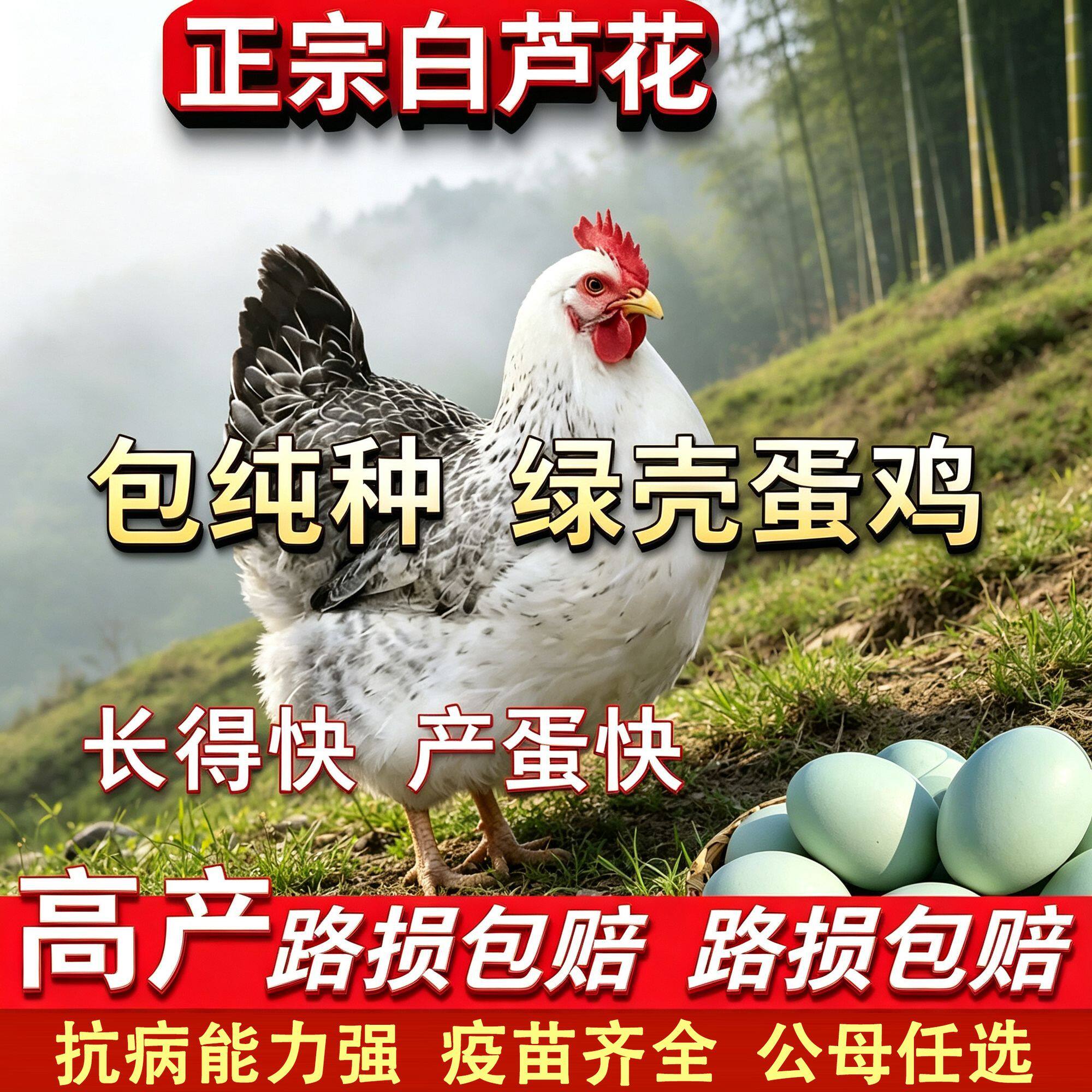 白芦花鸡活苗彩凤鸡稻花鸡