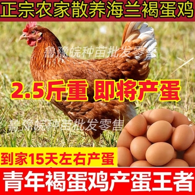 2.5斤重正宗产蛋王海兰褐活鸡农家散养母鸡下蛋青年鸡活体红毛鸡
