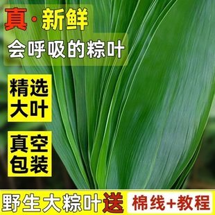 新鲜大粽叶真空包装大宽叶箬叶免洗送粽绳端午包粽子专用家用