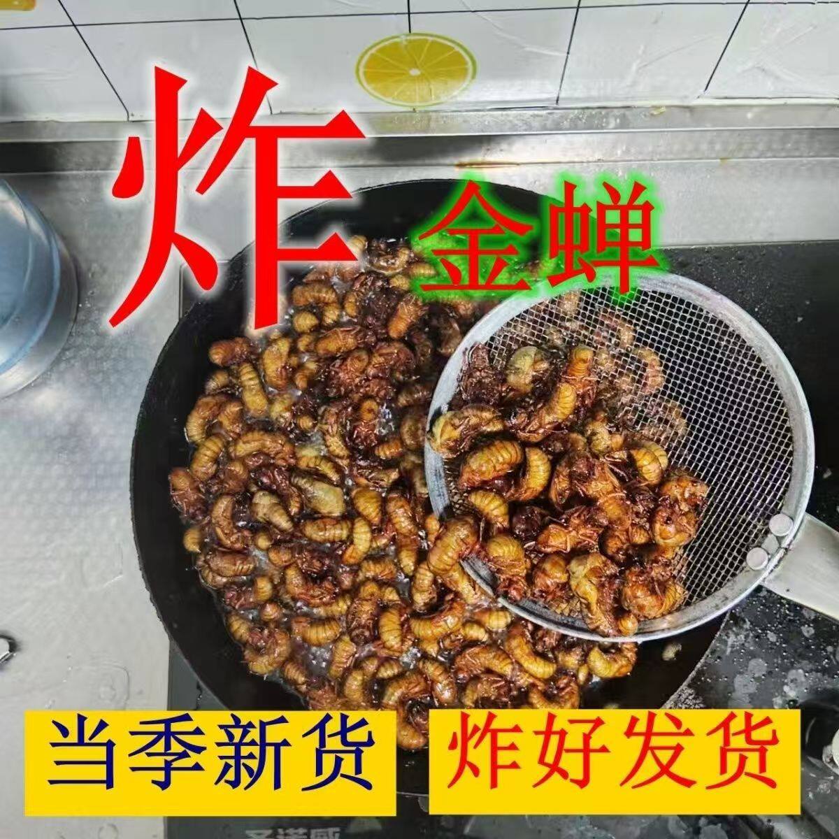 山东特产炸爬叉知了猴开袋即食野生金蝉商用批发新鲜金蝉非蝉蛹