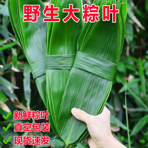鲜粽叶真空装端午包粽子叶大号