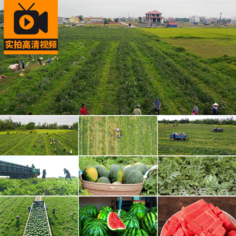 4K摘西瓜地种植园瓜秧藤采摘收获切西瓜红壤水果高清实拍视频素材