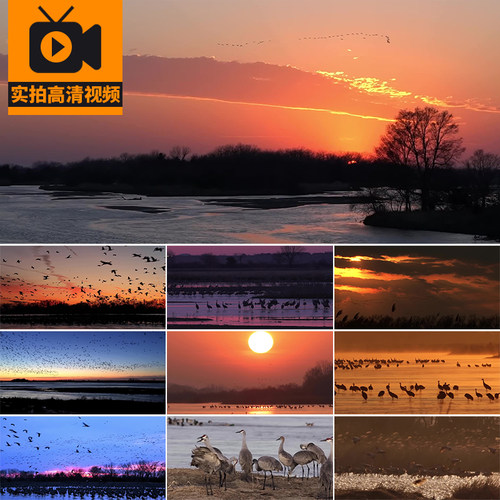 黄昏飞鸟湿地湖泊沙丘鹤迁徙候鸟大雁天鹅白鹤飞翔大自然视频素材