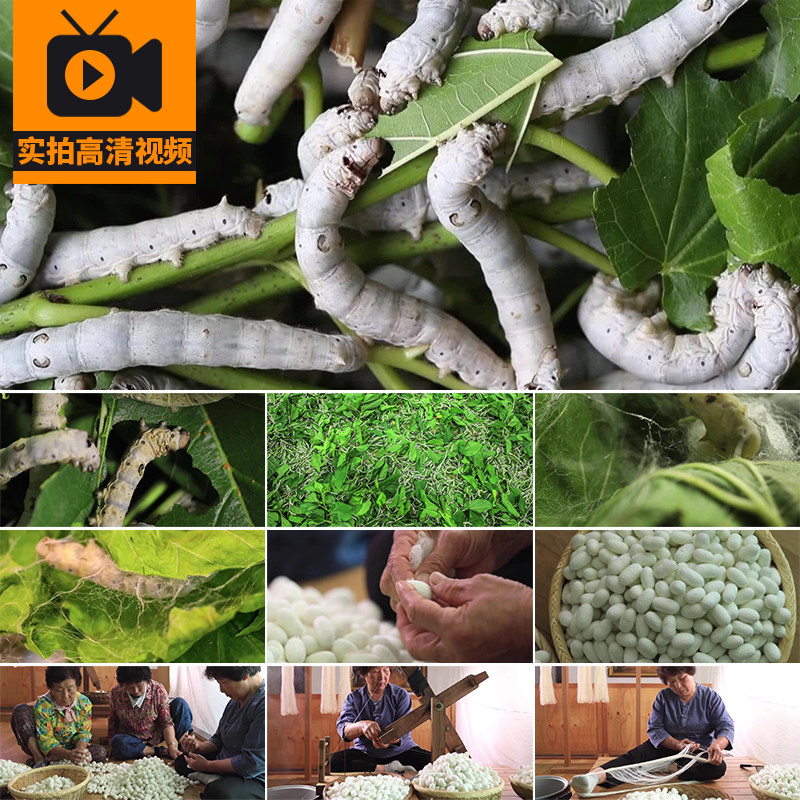 蚕丝春蚕成长吐丝抽丝桑叶蚕丝采桑养蚕丝绸真丝纺织实拍视频素材