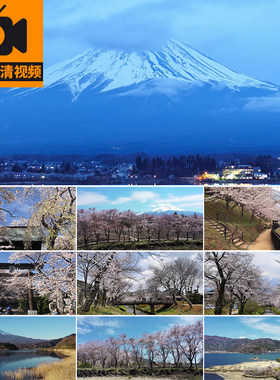 日本富士山樱花旅游景点樱花树自然风景雪山美景实拍高清视频素材