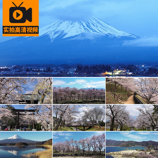 日本富士山樱花旅游景点樱花树自然风景雪山美景实拍高清视频素材