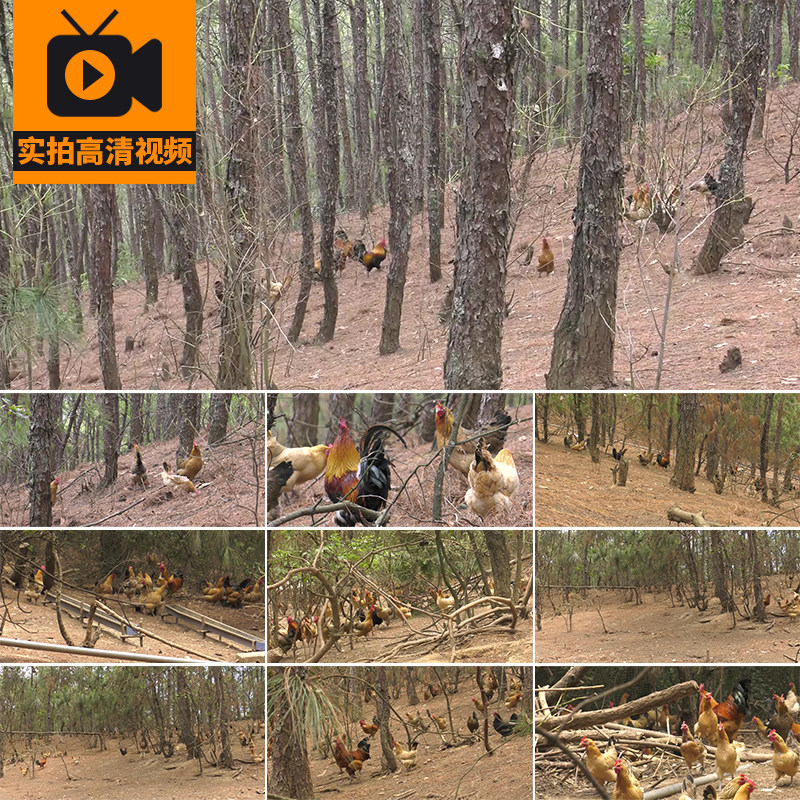 山林生态养殖走地鸡草鸡土鸡农家散养鸡饲养家禽实拍高清视频素材