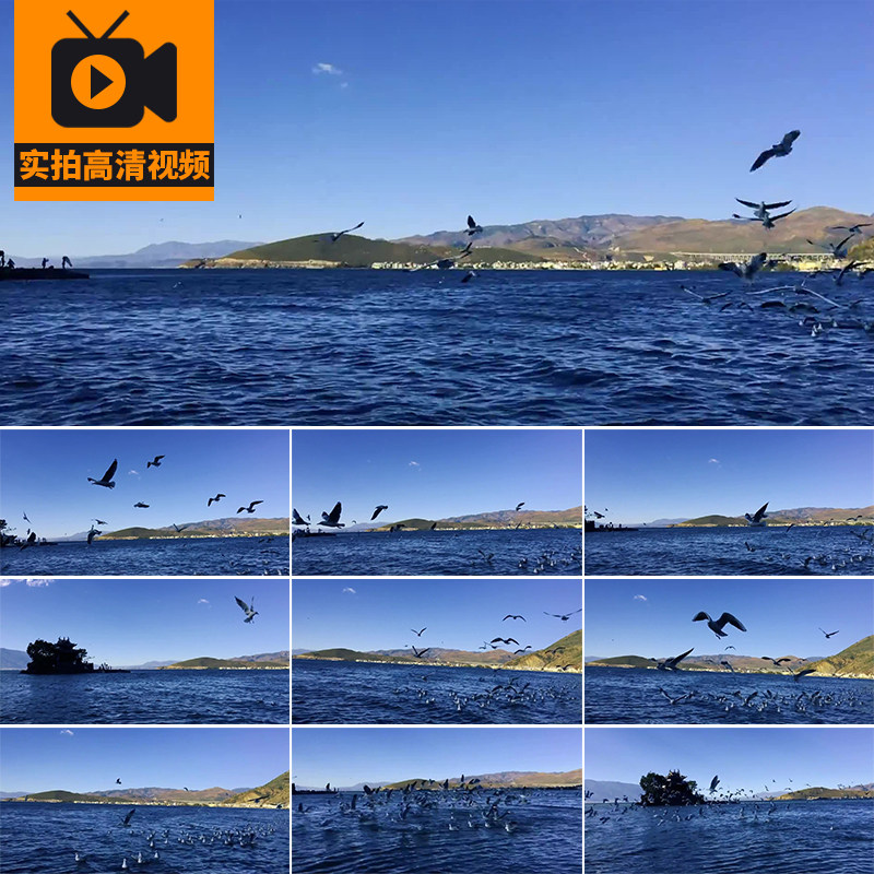 大理洱海海边风景唯美海鸥群飞翔大海洋候鸟迁徙翱翔实拍视频素材