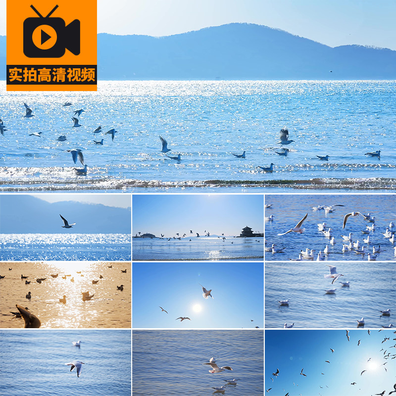 大海海鸥飞翔海洋候鸟迁徙翱翔群飞海边天空风景实拍高清视频素材