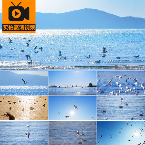 大海海鸥飞翔海洋候鸟迁徙翱翔群飞海边天空风景实拍高清视频素材
