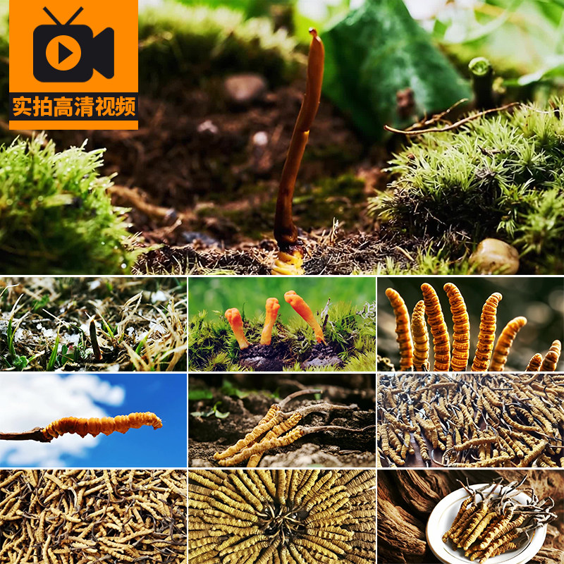 冬虫夏草生长野生滋补中药材补品挖掘采集藏区挖虫草高清视频素材