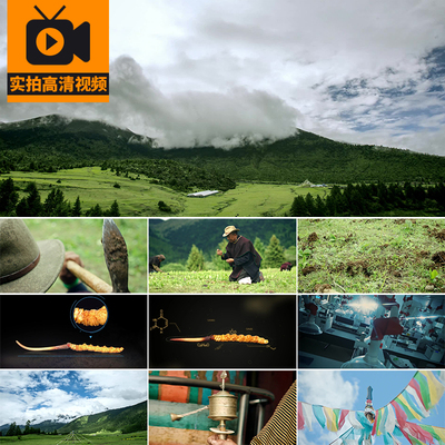 西藏风光冬虫夏草藏区藏民挖掘虫草科学培育研制科研实拍视频素材