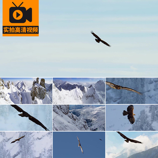 雪山雄鹰翱翔翻山越岭老鹰飞翔苍鹰飞行大鹏展翅企业精神视频素材
