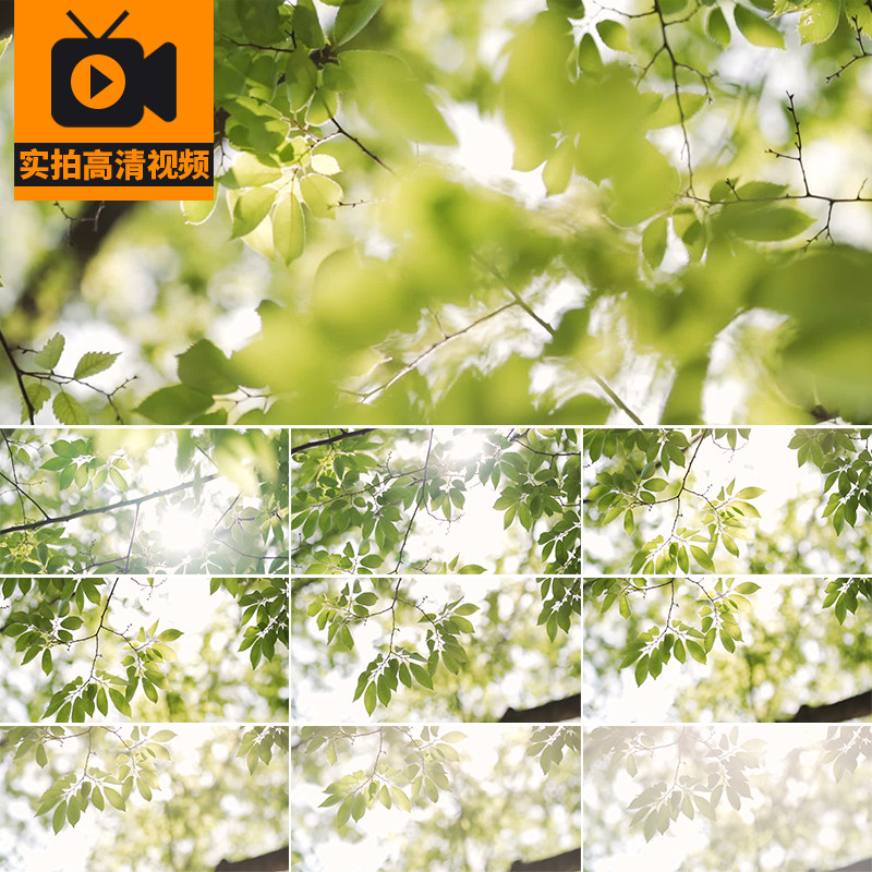 夏日透过阳光照射绿叶大自然唯美穿透过光树叶小清新实拍视频素材