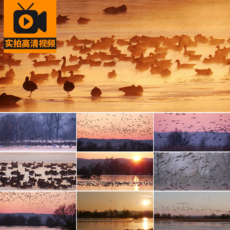 飞鸟类湿地公园水鸟群大雁白鹤湖泊沼泽生态候鸟迁徙飞翔视频素材