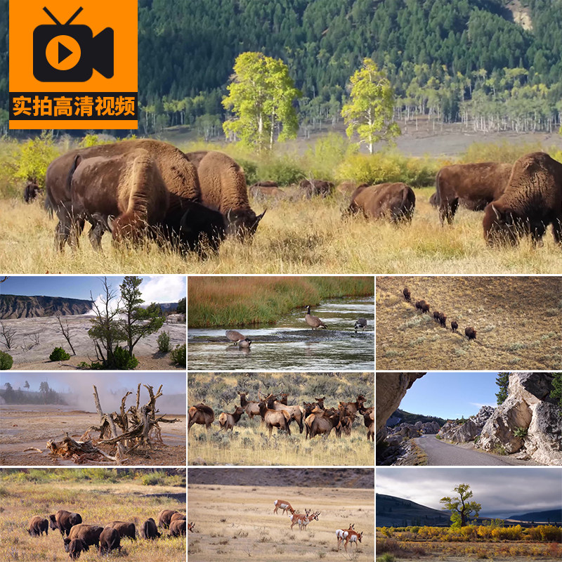 野生动物世界大自然生态荒野大草原风景栖息景观实拍高清视频素材
