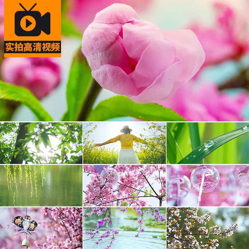 春天立春分油菜花朵春暖花开鲜花盛开植物风铃柳树空境头视频素材
