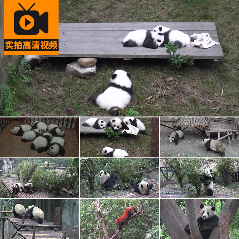 四川成都大熊猫吃竹子活动玩耍爬树睡觉野生动物高清实拍视频素材