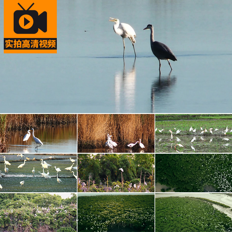 白鹭飞翔河边捕鱼沼泽栖息地湿地公园自然生态环境白鹭群视频素材